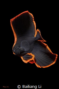 Juvenile Batfish by Bailiang Li 